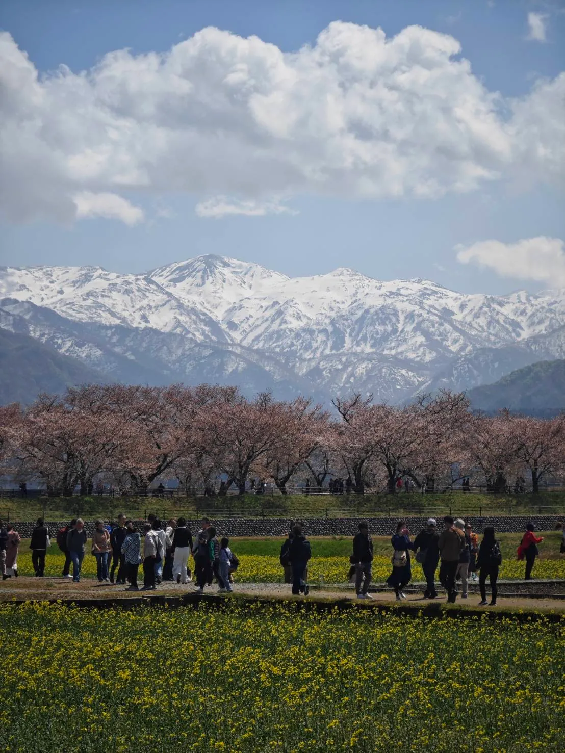 富山でお桜見